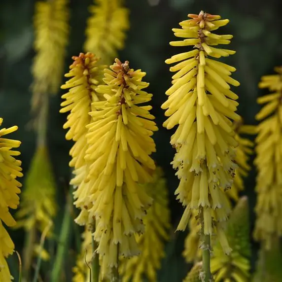 Kniphofia 'Glowsticks'