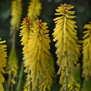Kniphofia 'Glowsticks'