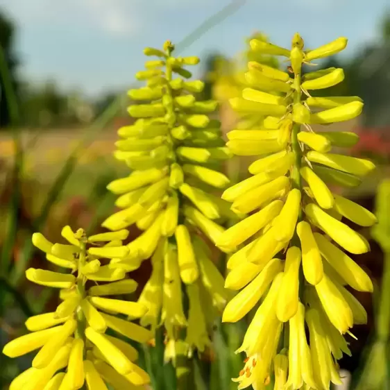 Kniphofia 'Lemon Popsicle' 2L - image 1