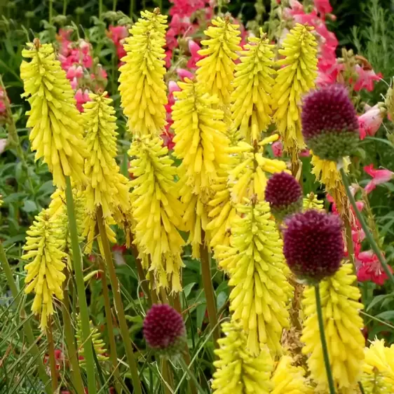 Kniphofia 'Lemon Popsicle' 1L - image 2