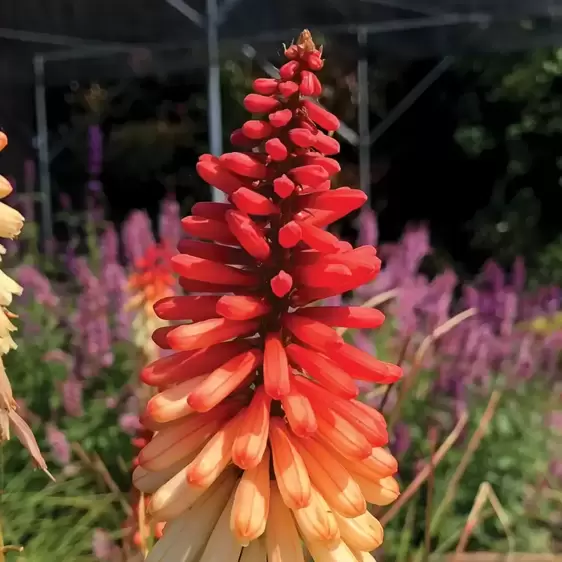 Kniphofia 'Orange Vanilla Popsicle' 1L - image 1