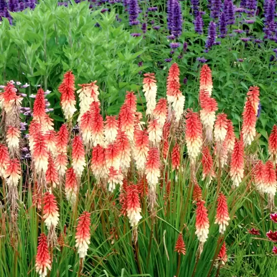 Kniphofia 'Orange Vanilla Popsicle' 1L - image 2