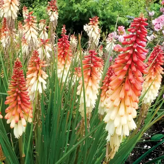 Kniphofia 'Orange Vanilla Popsicle' 1L - image 3