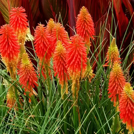 Kniphofia 'Papaya Popsicle' 1L - image 1