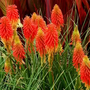 Kniphofia 'Papaya Popsicle' 1L - image 1