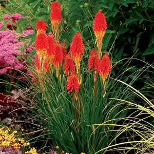 Kniphofia 'Papaya Popsicle' 1L - image 2