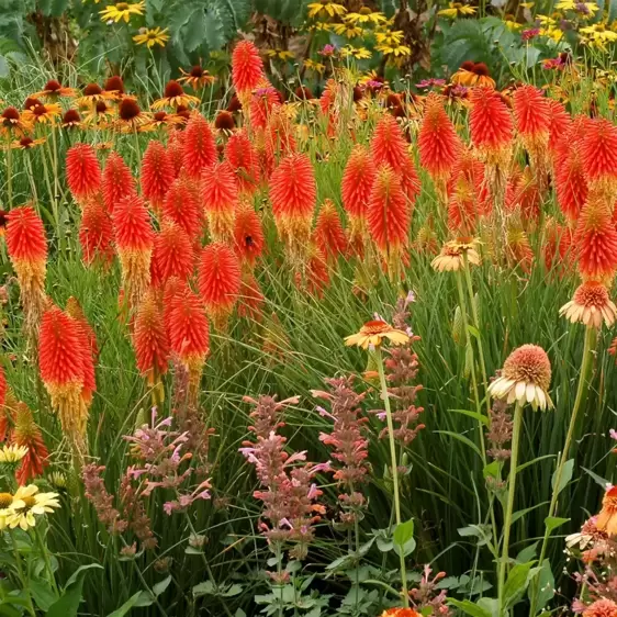 Kniphofia 'Papaya Popsicle' 1L - image 3