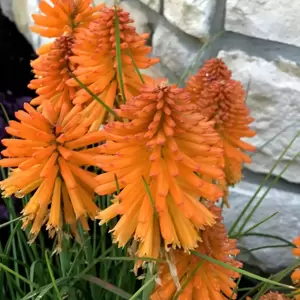 Kniphofia 'Poco Orange' - Photo(s) courtesy of TERRA NOVA® Nurseries, Inc.