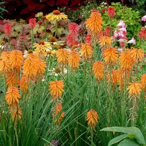 Kniphofia 'Poco Orange' - Photo(s) courtesy of TERRA NOVA® Nurseries, Inc.