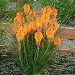 Kniphofia 'Poco Orange' - Photo(s) courtesy of TERRA NOVA® Nurseries, Inc.