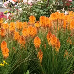 Kniphofia 'Poco Orange' - Photo(s) courtesy of TERRA NOVA® Nurseries, Inc.