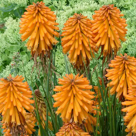 Kniphofia 'Poco Orange' - Photo(s) courtesy of TERRA NOVA® Nurseries, Inc.