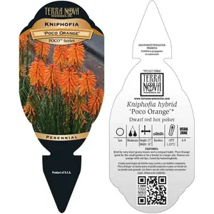 Kniphofia 'Poco Orange' - Photo(s) courtesy of TERRA NOVA® Nurseries, Inc.