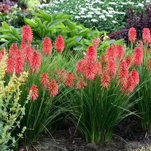 Kniphofia 'Poco Red' - Photo(s) courtesy of TERRA NOVA® Nurseries, Inc.