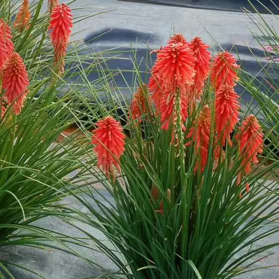 Kniphofia 'Poco Red' - Photo(s) courtesy of TERRA NOVA® Nurseries, Inc.