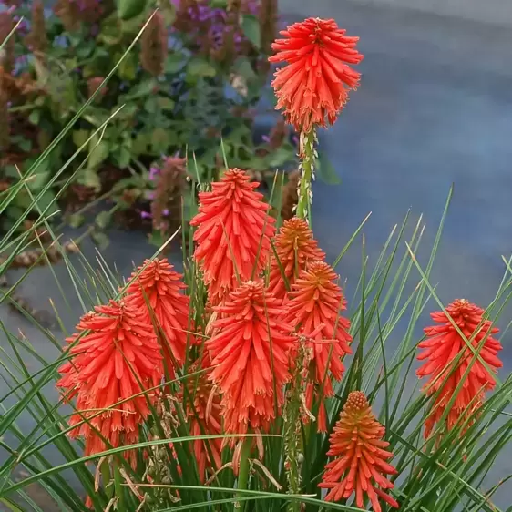 Kniphofia 'Poco Red' - Photo(s) courtesy of TERRA NOVA® Nurseries, Inc.