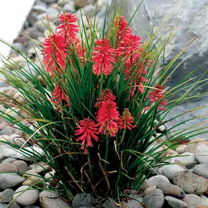 Kniphofia 'Poco Red' - Photo(s) courtesy of TERRA NOVA® Nurseries, Inc.