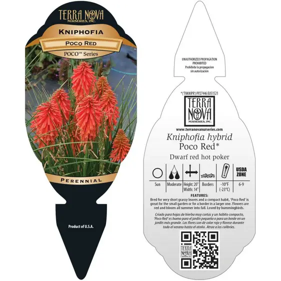 Kniphofia 'Poco Red' - Photo(s) courtesy of TERRA NOVA® Nurseries, Inc.