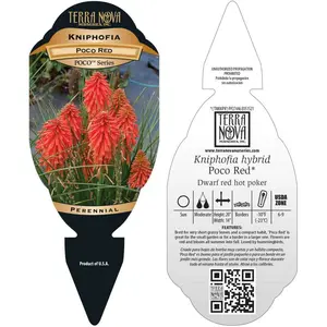 Kniphofia 'Poco Red' - Photo(s) courtesy of TERRA NOVA® Nurseries, Inc.