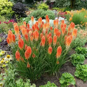 Kniphofia 'Poco Sunset' - Photo(s) courtesy of TERRA NOVA® Nurseries, Inc.