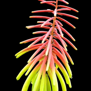 Photo: Walter Blom Plants | © all rights reserved