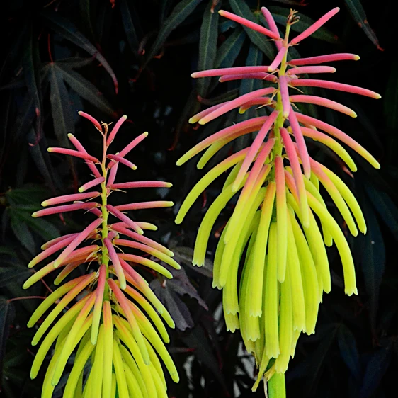 Photo: Walter Blom Plants | © all rights reserved