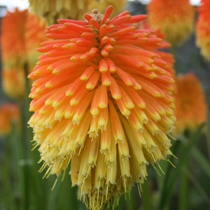 Kniphofia rooperi
