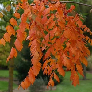 Picture - Minier Nurseries