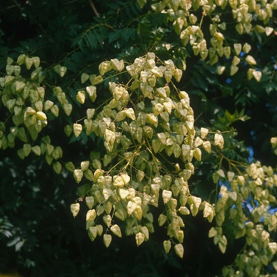 Picture - Minier Nurseries