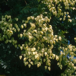 Picture - Minier Nurseries