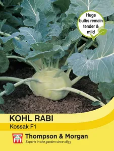 Kohl Rabi Kossak - image 1