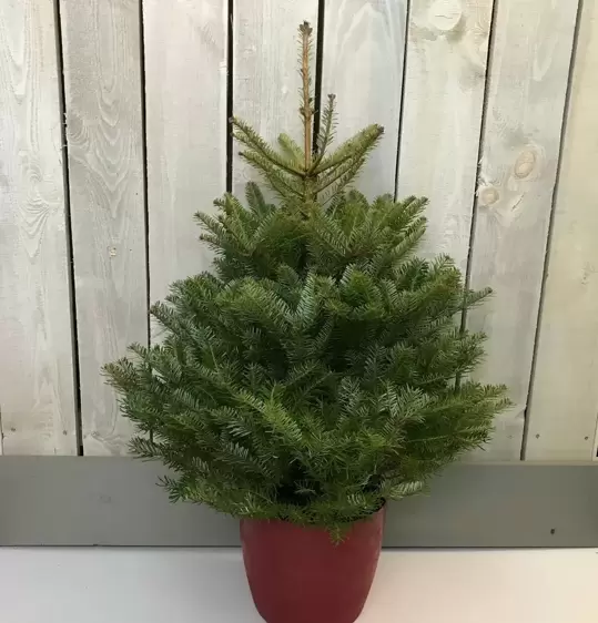 Korean Fir Pot Grown 4-5ft (125-150cm) - image 1