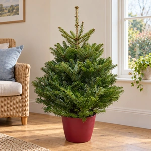 Korean Fir Pot Grown Christmas Tree