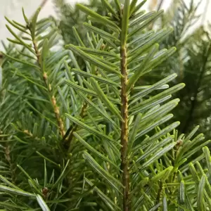Korean Fir Pot Grown Tree 2.5-3ft (80-100cm) - image 2