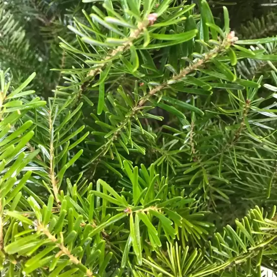 Korean Fir Pot Grown Tree 2.5-3ft (80-100cm) - image 3