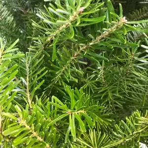 Korean Fir Pot Grown Tree 2.5-3ft (80-100cm) - image 3
