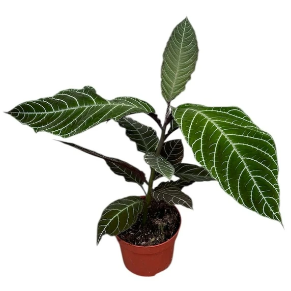 Labisia 'Gigantifolia'