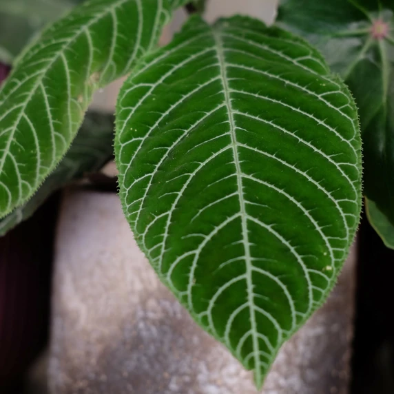 Labisia 'Gigantifolia' - image 2
