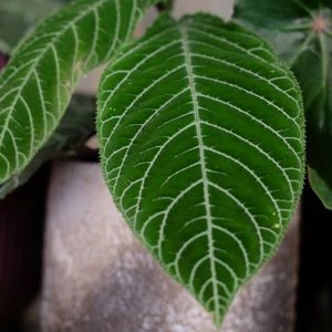 Labisia 'Gigantifolia' - image 2