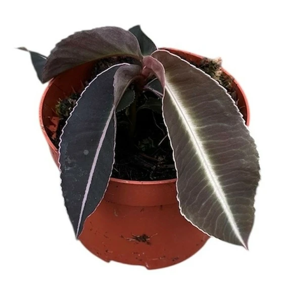 Labisia pumila - image 1