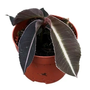 Labisia pumila - image 1