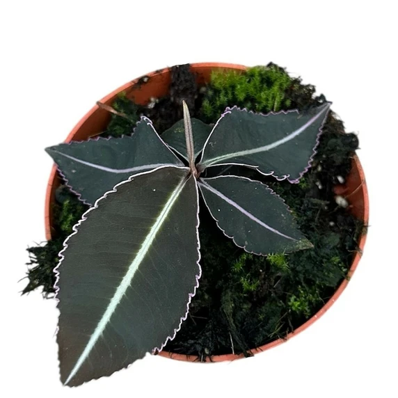 Labisia pumila - image 2
