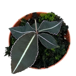 Labisia pumila - image 2