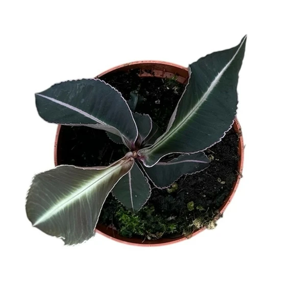 Labisia pumila - image 3