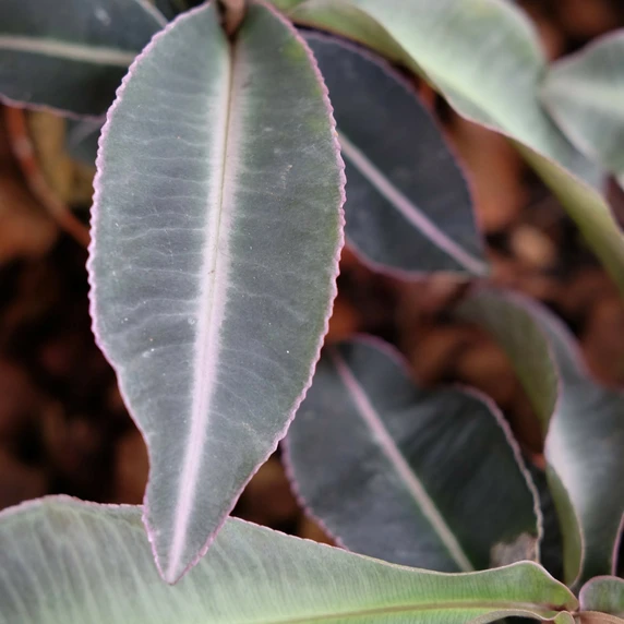 Labisia pumila - image 1