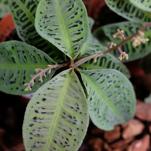 Labisia sp. - image 1