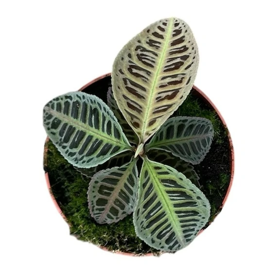 Labisia sp.