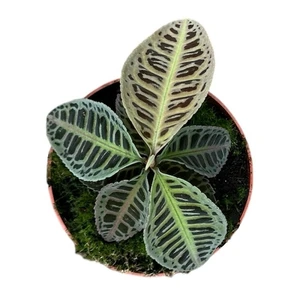 Labisia sp.