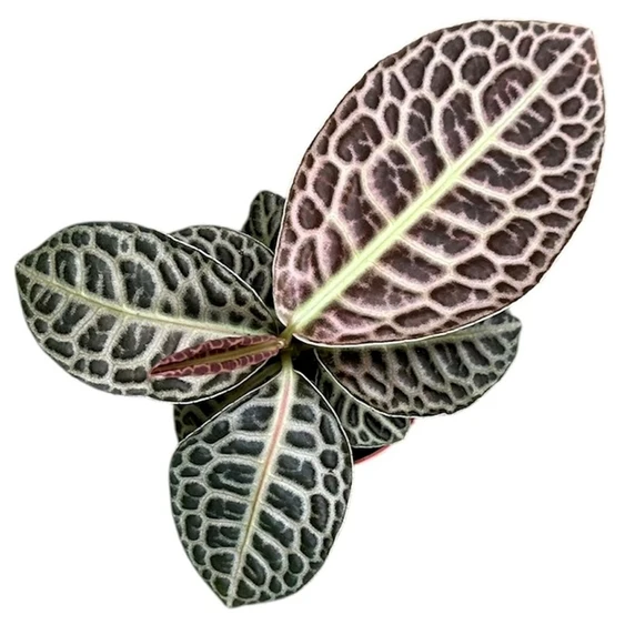 Labisia 'Turtle Back' - image 1
