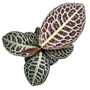 Labisia 'Turtle Back' - image 1